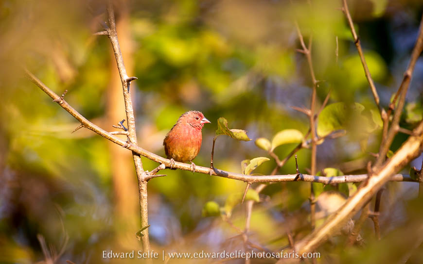 Wildlife image from photo safari with edward selfe.