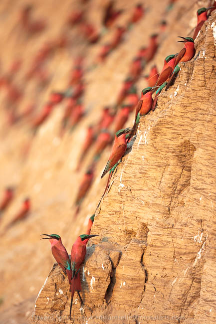 Wildlife image from photo safari with edward selfe in south luangwa national park.