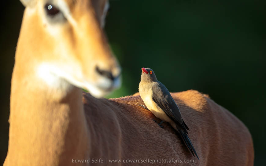 Wildlife image from photo safari with edward selfe.