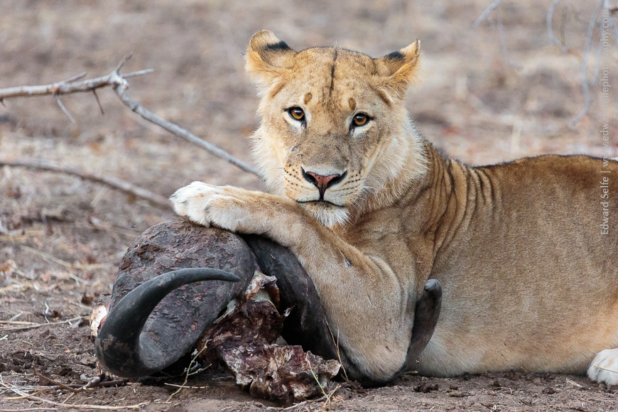 A young male lion dominates the skull of a buffalo that they had killed a few days before in South Luangwa.
