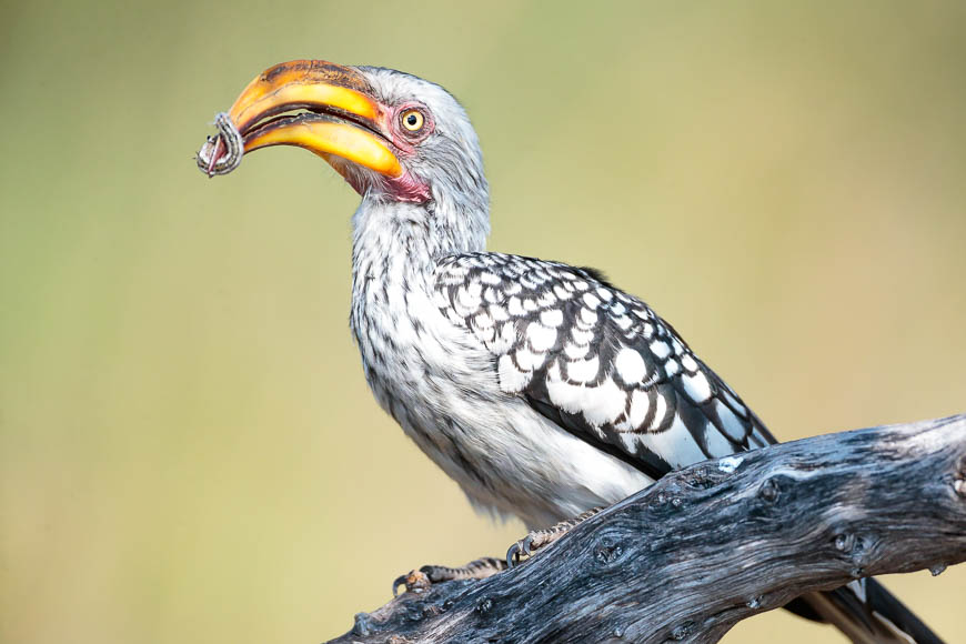 Images of wildlife from photo safari with edward selfe
