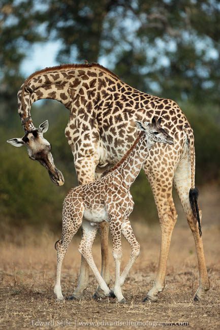 A giraffe greets her calf as it passes on photo safari in south luangwa national park.