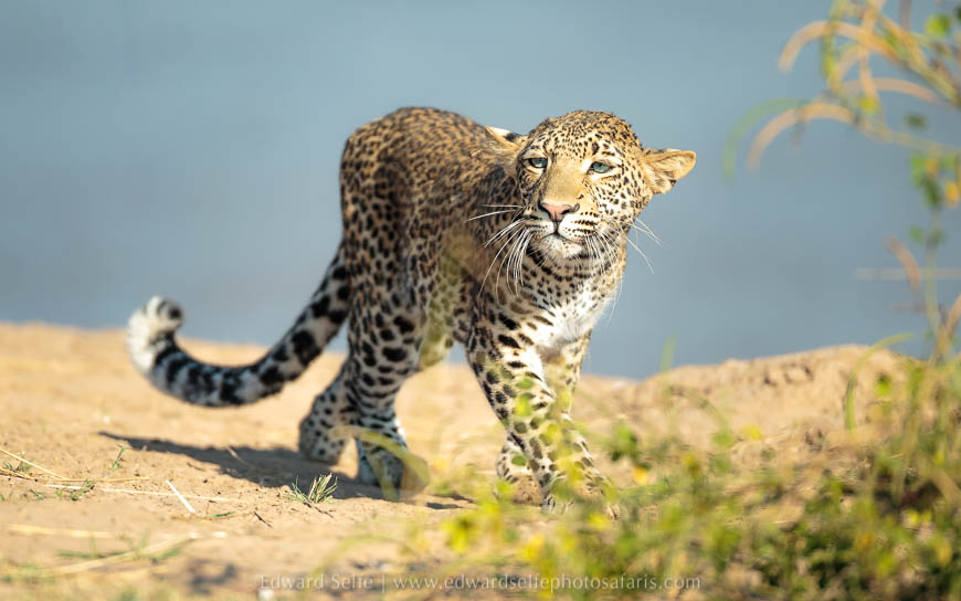 Wildlife image from photo safari with edward selfe in south luangwa national park.