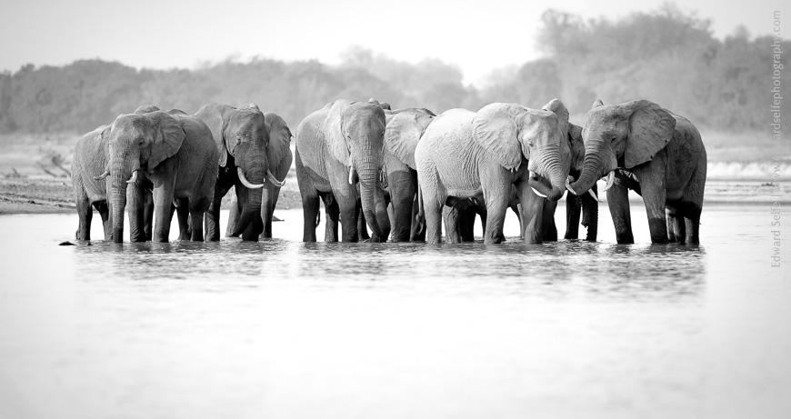 Elephants bathe and cool off in the water of the Luangwa River, Zambia.