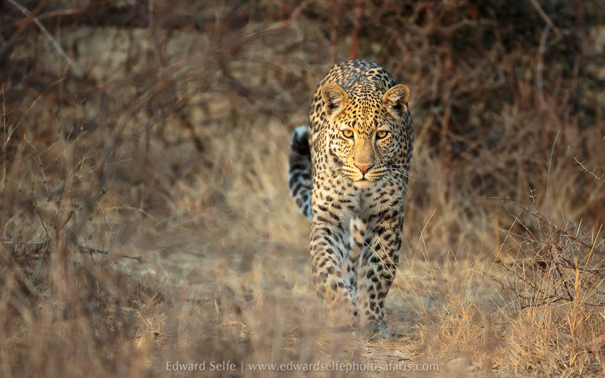 Wildlife image from a photo safari with edward selfe.