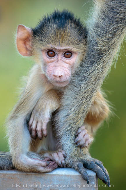 Wildlife image from photo safari with edward selfe.