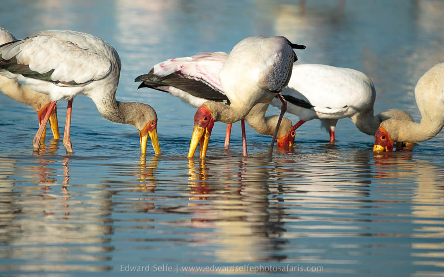 Wildlife image from photo safari with edward selfe.
