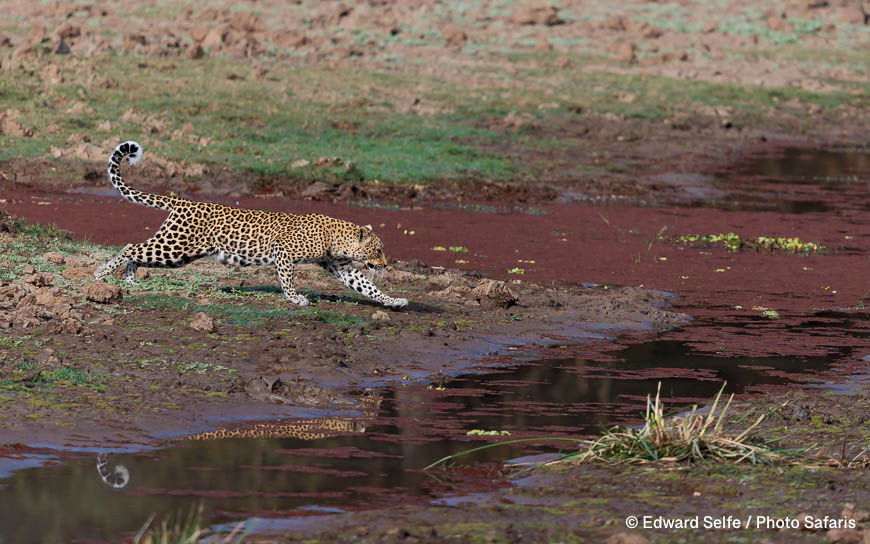 Wildlife image by edward selfe as part of a sequence leopard jumping across channel.