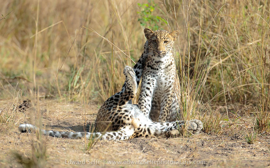Wildlife image from photo safari with edward selfe.