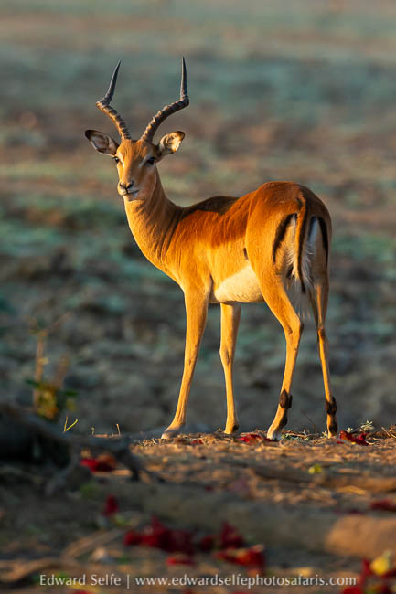 Wildlife image from photo safari with edward selfe.