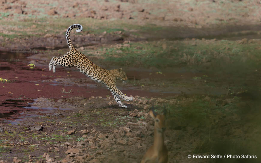 Wildlife image by edward selfe as part of a sequence leopard jumping across channel.