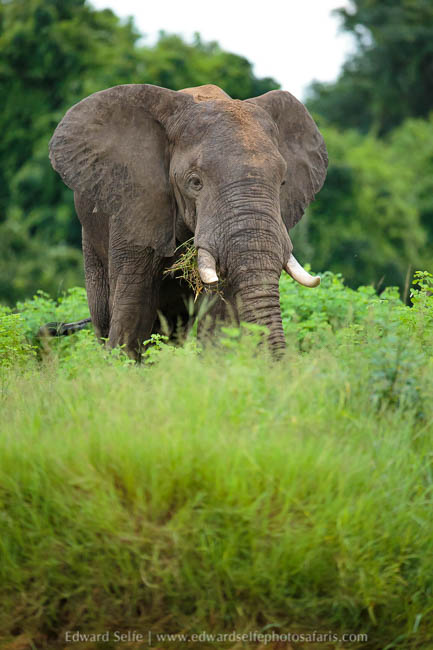 Wildlife image from the flooded luangwa by edward selfe.