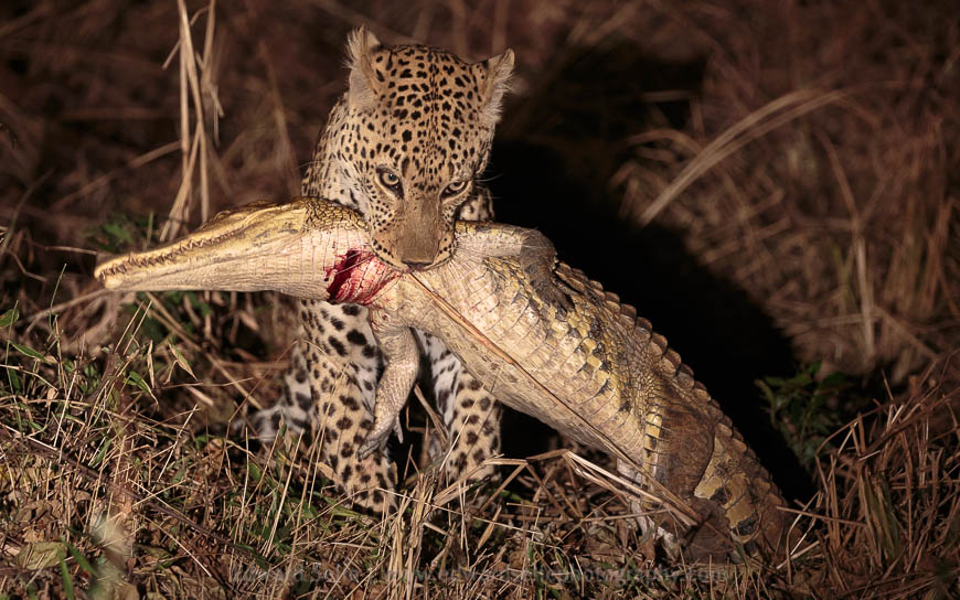 A leopard carrying a crocodile kill in South Luangwa National Park