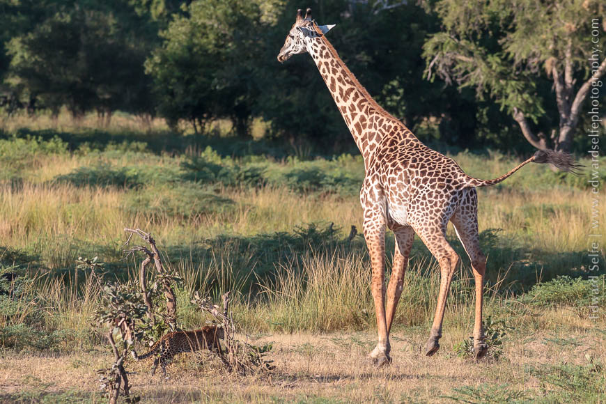 An optimistic leopard chases a giraffe in South Luangwa National Park.