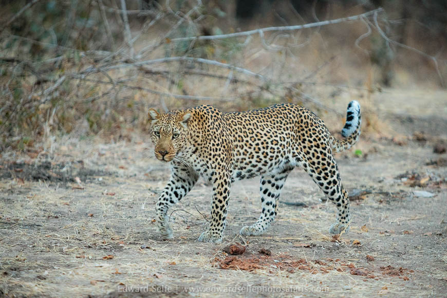 Brief leopard sighting on photo safari with edward selfe in south luangwa national park.