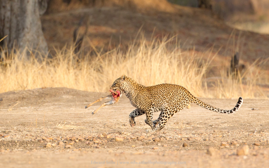 A leopard runs towards some thickets where it can stash its prize of a puku kill, in South Luangwa National Park.