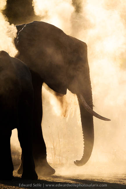 Wildlife image from photo safari with edward selfe.