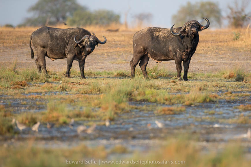 Buffalo bulls on photo safari with edward selfe in south luangwa national park.