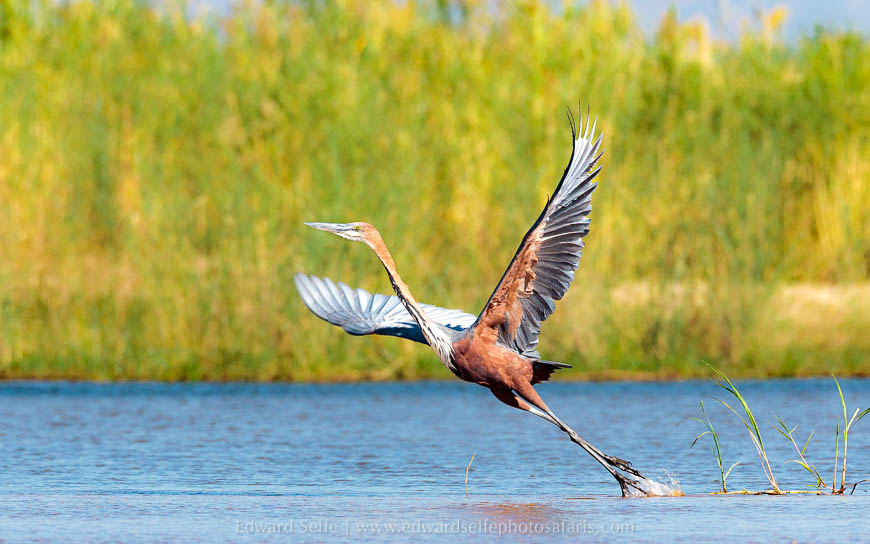Wildlife image from photo safari with edward selfe.