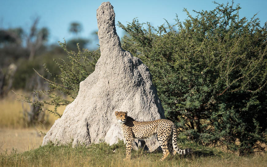 Images of wildlife from photo safari with edward selfe