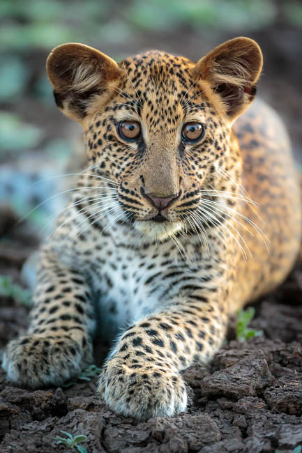 Images of wildlife from photo safari with edward selfe in south luangwa.