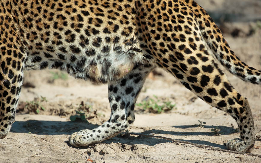 Wildlife image from photo safari with edward selfe.