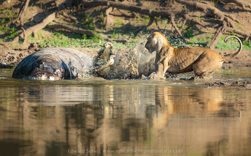 Wildlife image from photo safari with edward selfe in south luangwa national park.