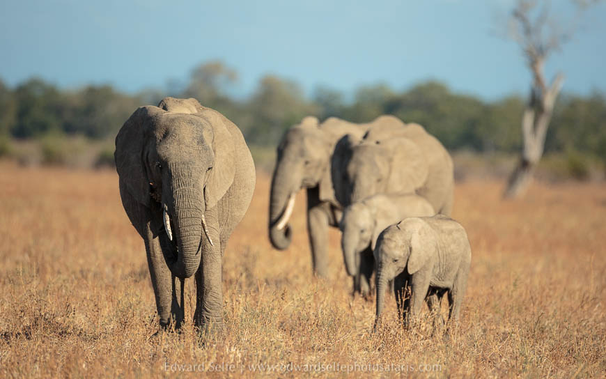 Wild dogs feed and then socialise on photo safari in South Luangwa National Park./></p>
<figcaption align= justify