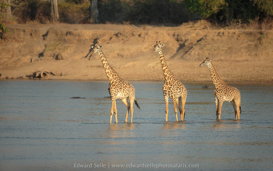 Wildlife image from photo safari with edward selfe in south luangwa national park.