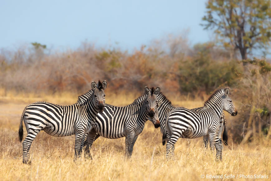 Image from exclusive luangwa photo safari by edward selfe