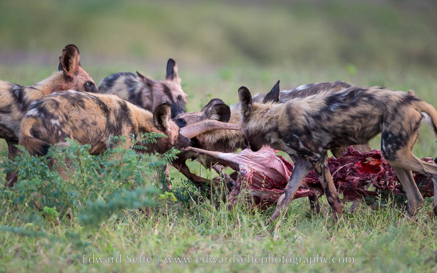 Adult dogs feast on an impala carcass in South Luangwa National Park