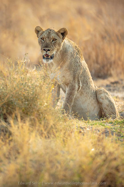 Wildlife image from photo safari with edward selfe in south luangwa national park.