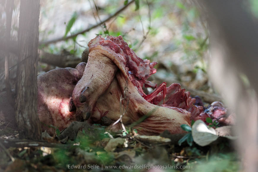 A freshly killed baby hippo on photo safari in south luangwa national park.