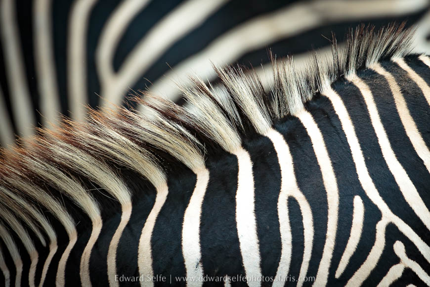 Wildlife image from photo safari in south luangwa with edward selfe.