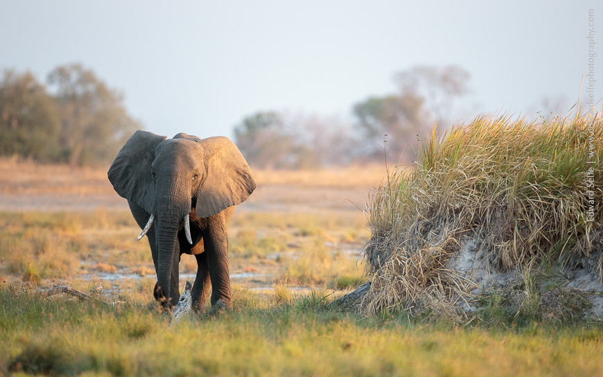 A young bull elephant drinks from a natural spring in South Luangwa National Park.