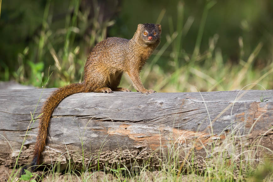 A slender mongoose in South Luangwa.