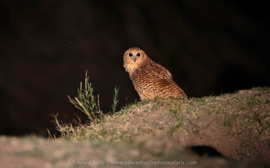 Pels fishing owl on photo safari with Edward Selfe in South Luangwa National Park./><figcaption align=justify