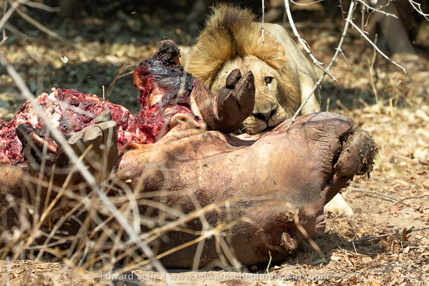 Wildlife image from photo safari with edward selfe.