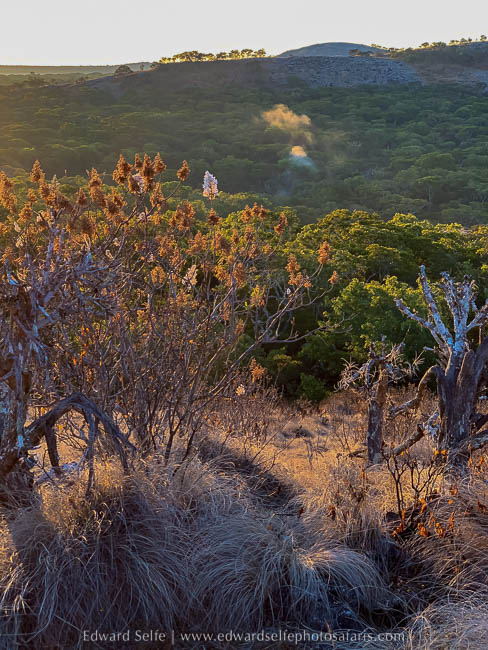 Wildlife image from a photo safari with edward selfe.