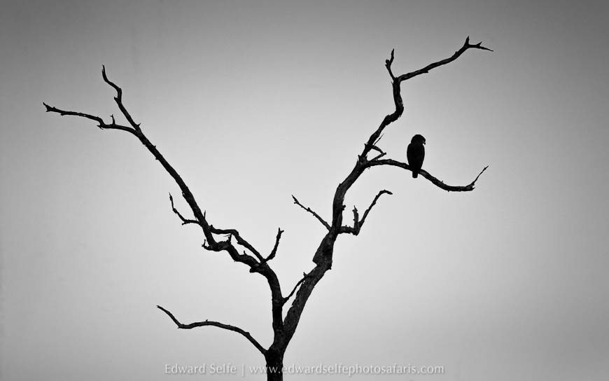 Wildlife image from photo safari with edward selfe in south luangwa national park.