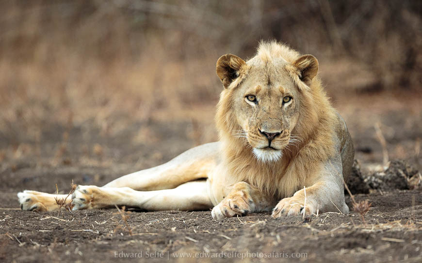 Wildlife image from photo safari with edward selfe in south luangwa national park.