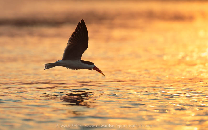 Wildlife image from photo safari with edward selfe safaris.