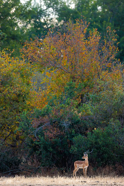 Images of wildlife from photo safari with edward selfe in zambia.
