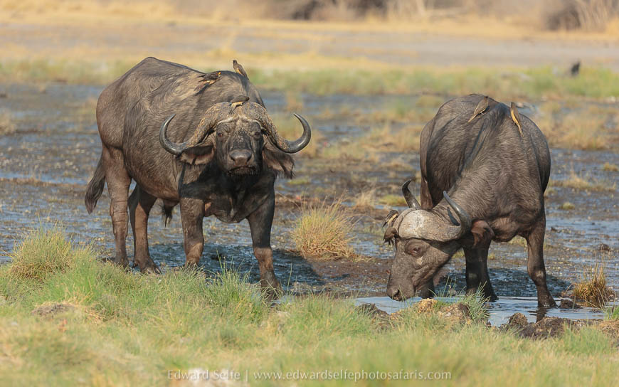 Wildlife image from photo safari with edward selfe in south luangwa national park.