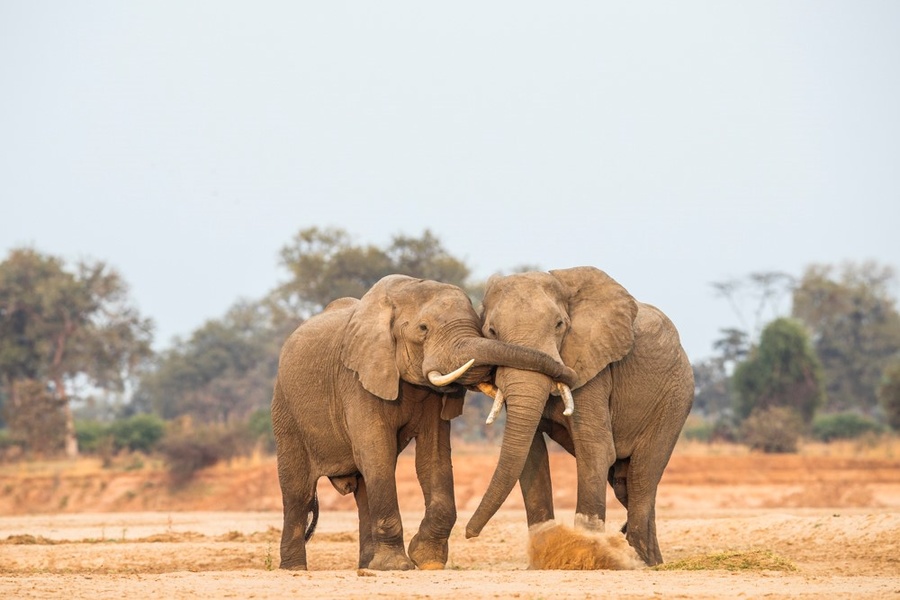 Elephant bulls greet each other in South Luangwa National Park