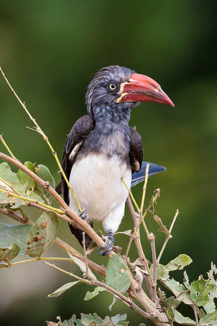 Images of wildlife from photo safari with edward selfe in south luangwa.
