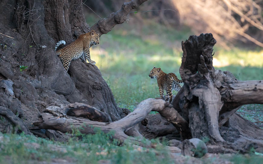 Images of wildlife from photo safari with edward selfe in south luangwa.