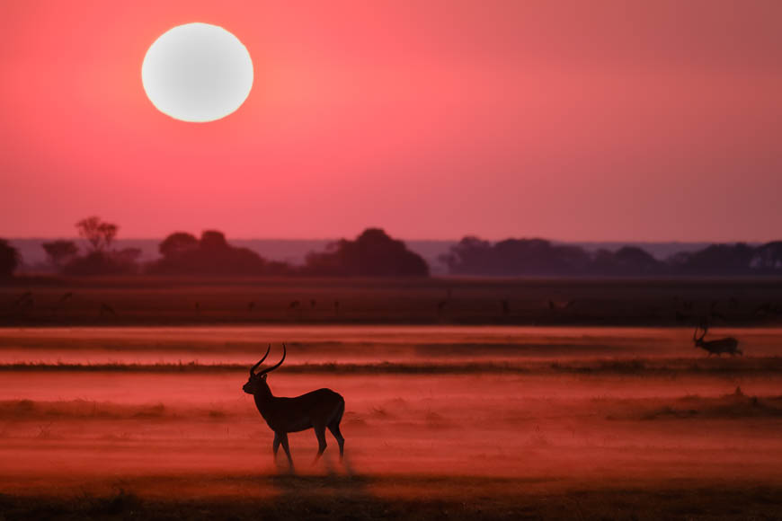 Image from pan-zambia photo safari by tony weston