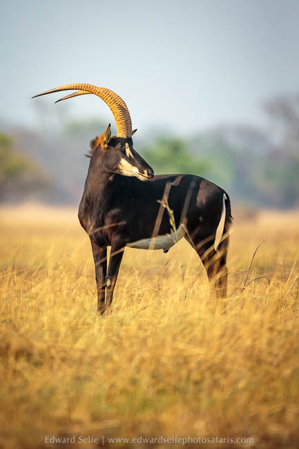 Wildlife image from a photo safari with edward selfe.