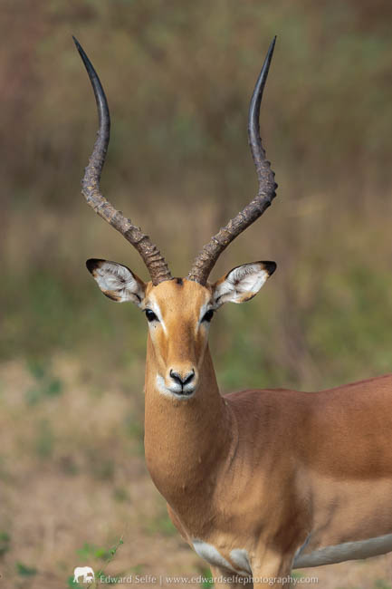 A large male impala in Mana Pools National Park.